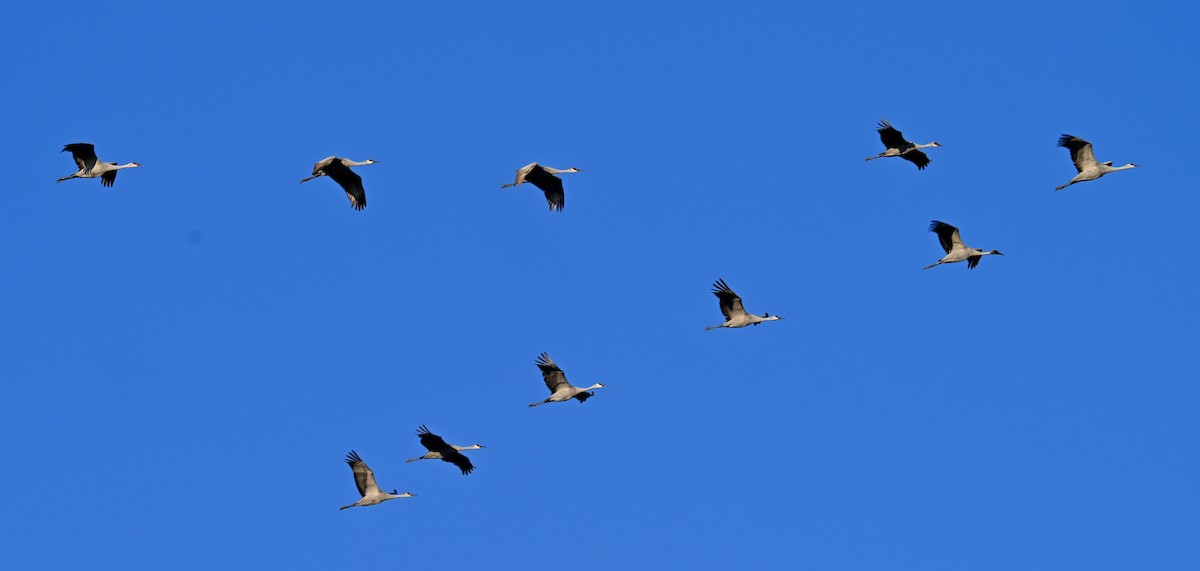 Sandhill Crane - ML646588197