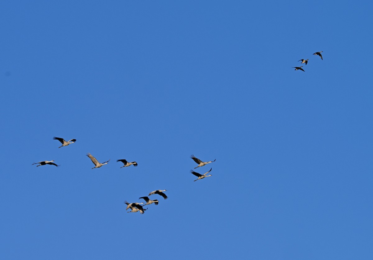 Sandhill Crane - ML646588198