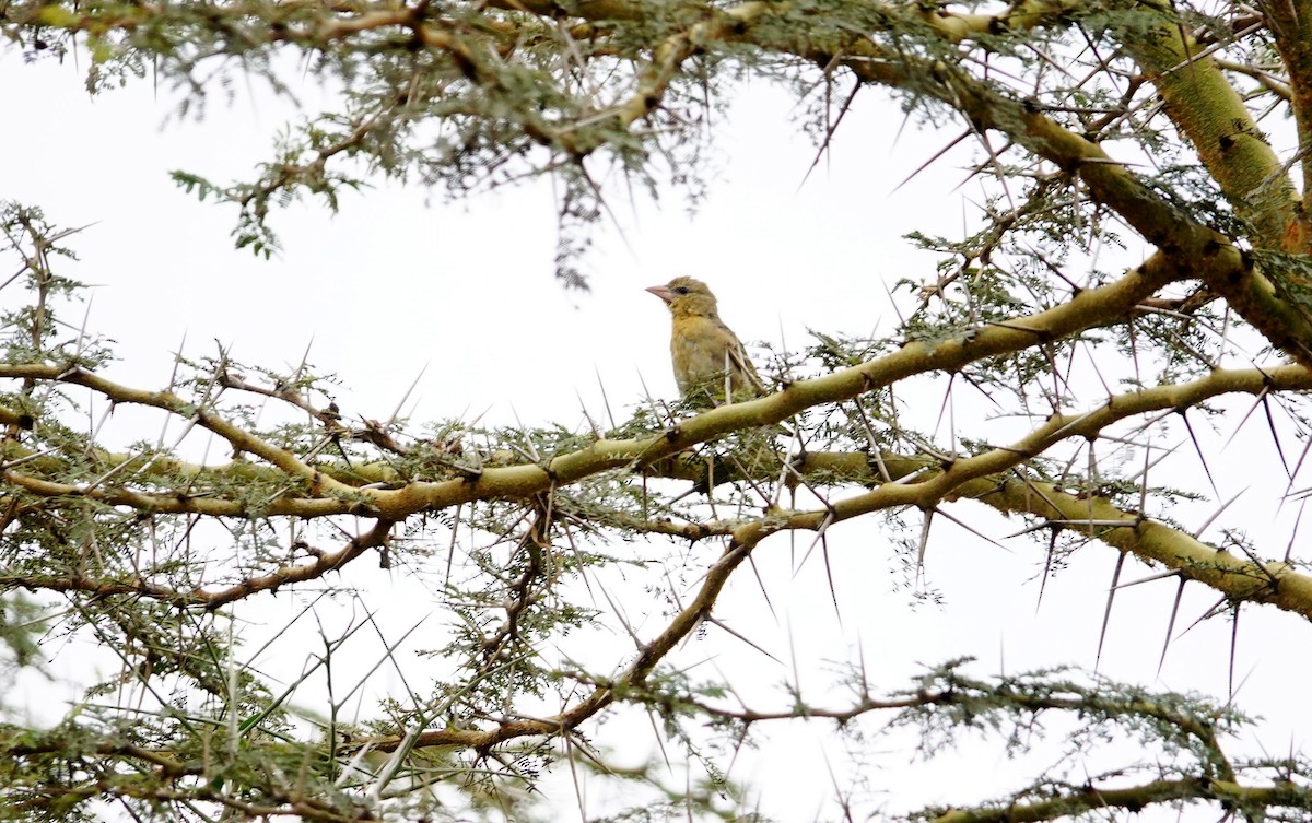 Speke's Weaver - ML646588199