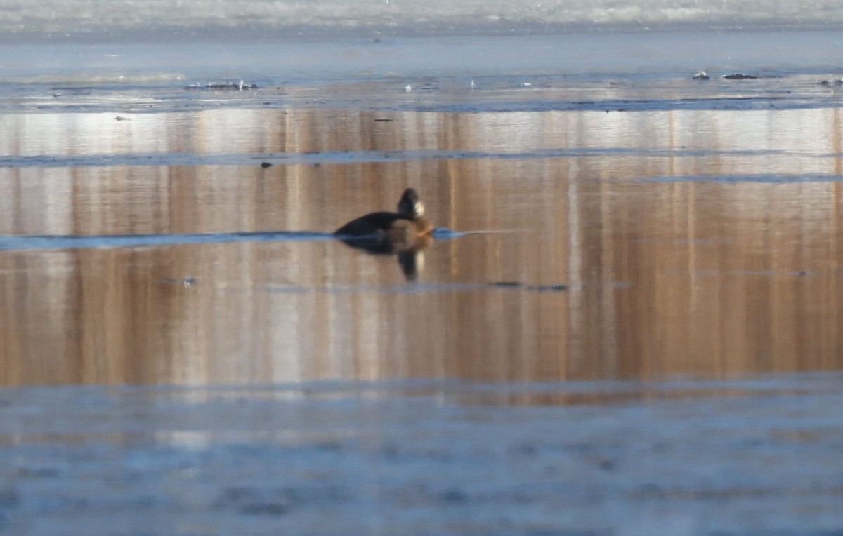 Érismature rousse - ML646588200