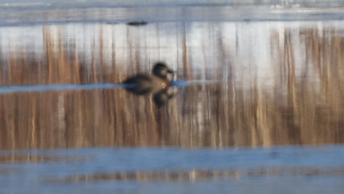 Érismature rousse - ML646588201