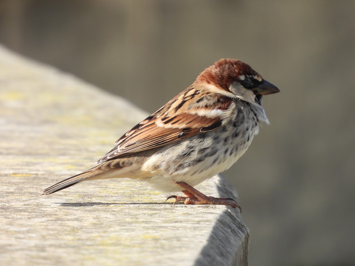 Spanish Sparrow - ML646588203