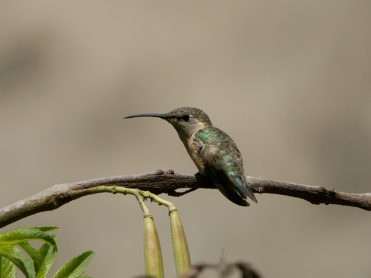 Mor Yakalı Ormanyıldızı - ML646588204