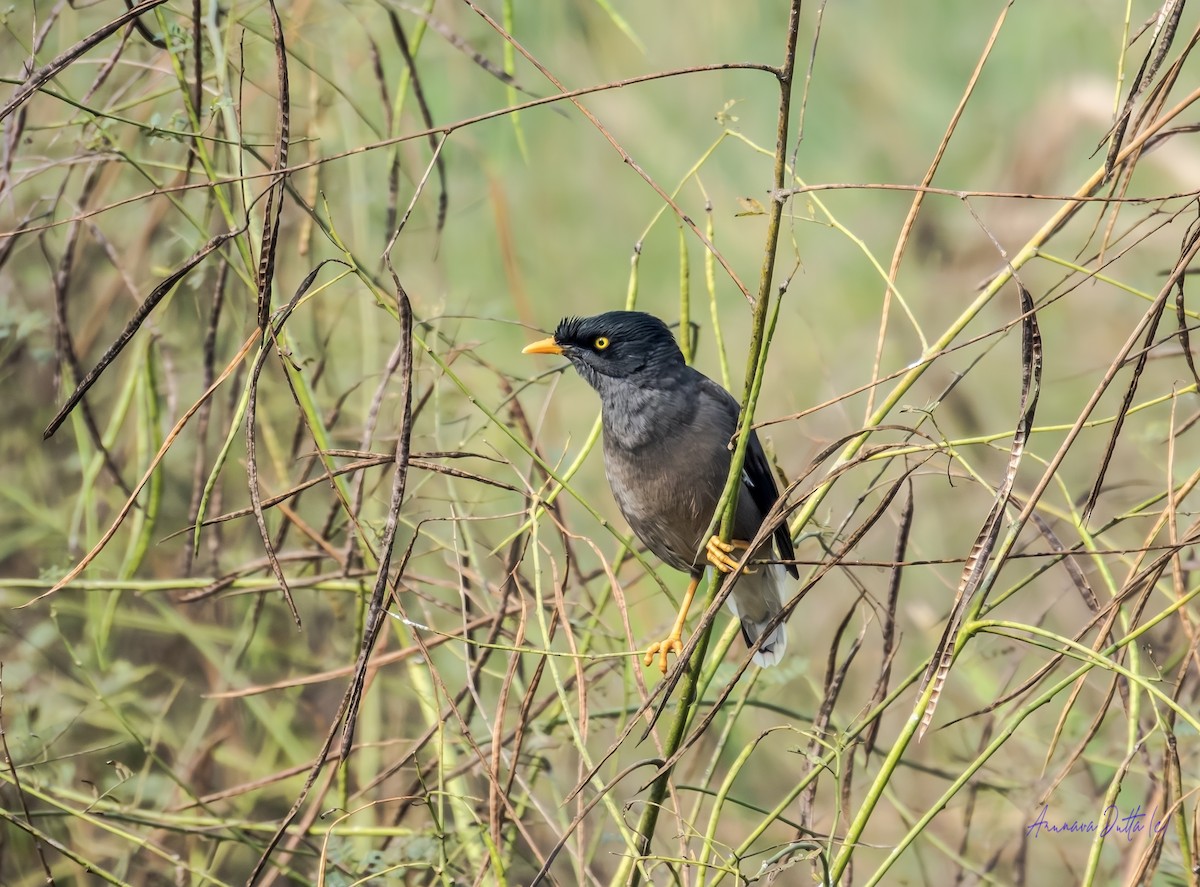Майна джунглева - ML646588205