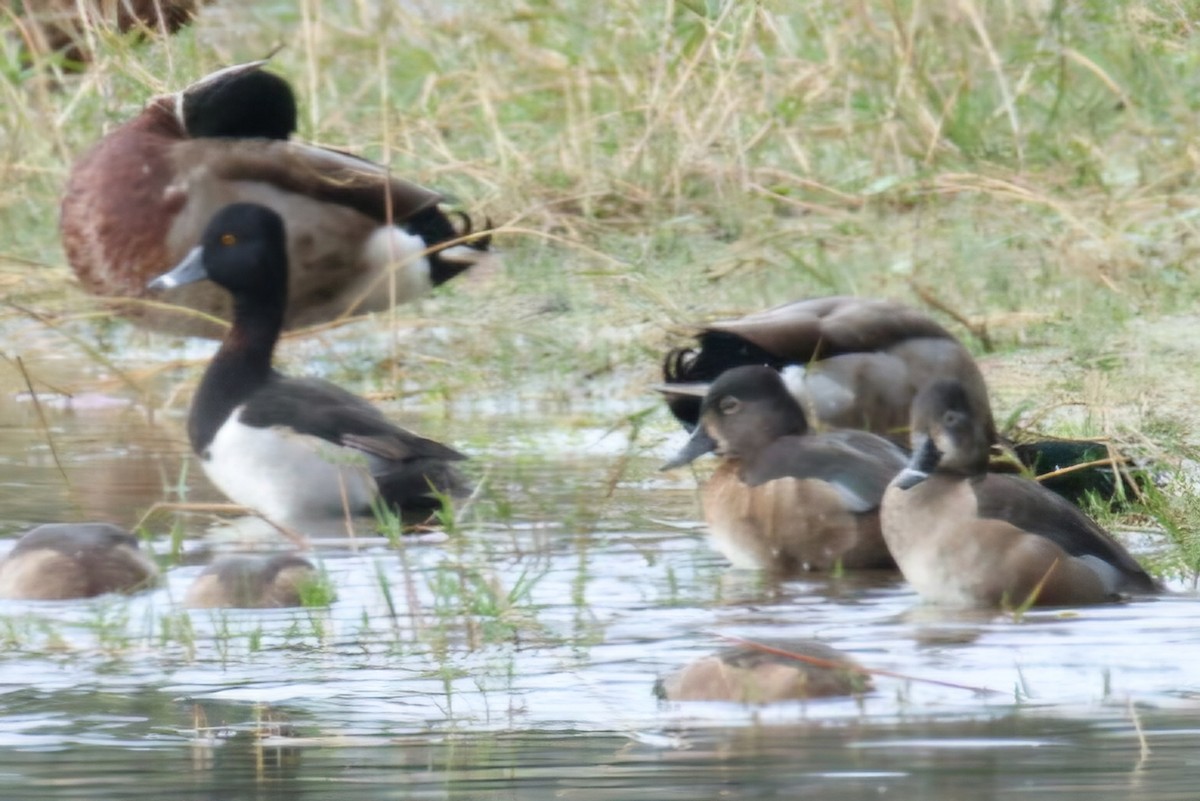 Ring-necked Duck - ML646588207