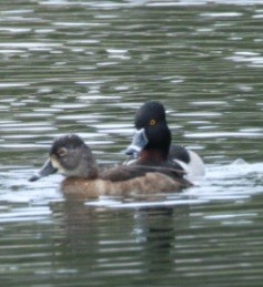 Ring-necked Duck - ML646588208