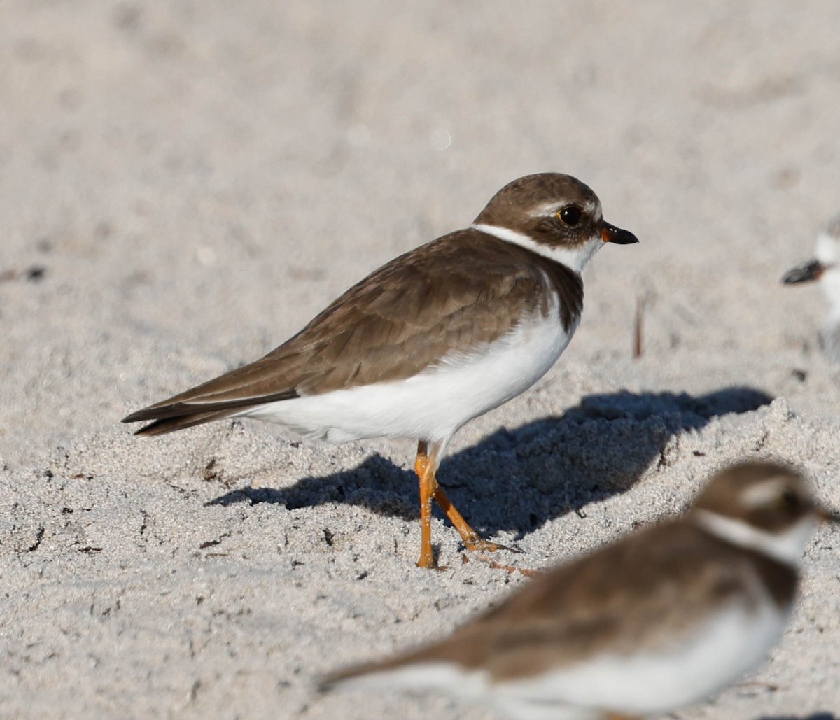 Semipalmated Plover - ML646588209