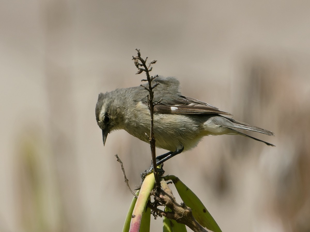 Kül Rengi Sivrigaga - ML646588210