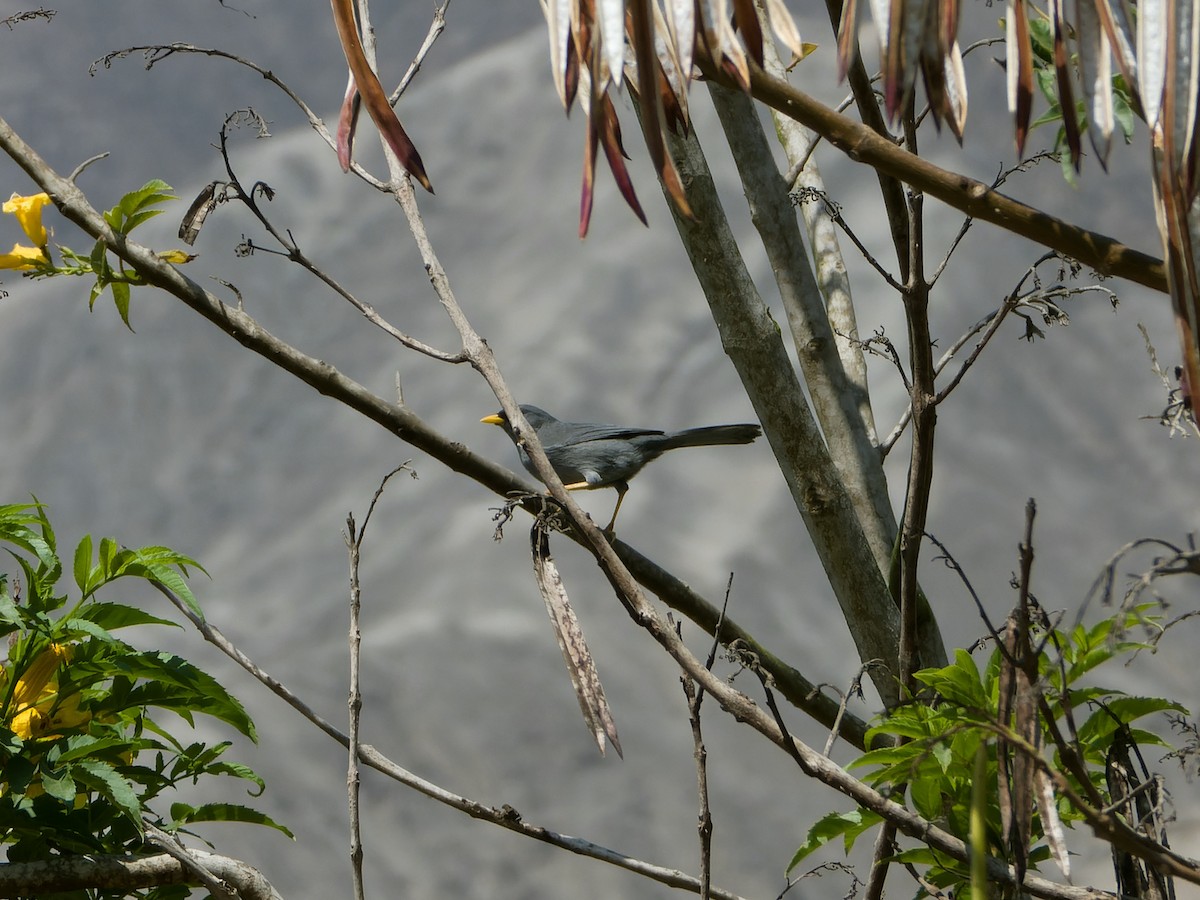 İnce Gagalı And İspinozu - ML646588217