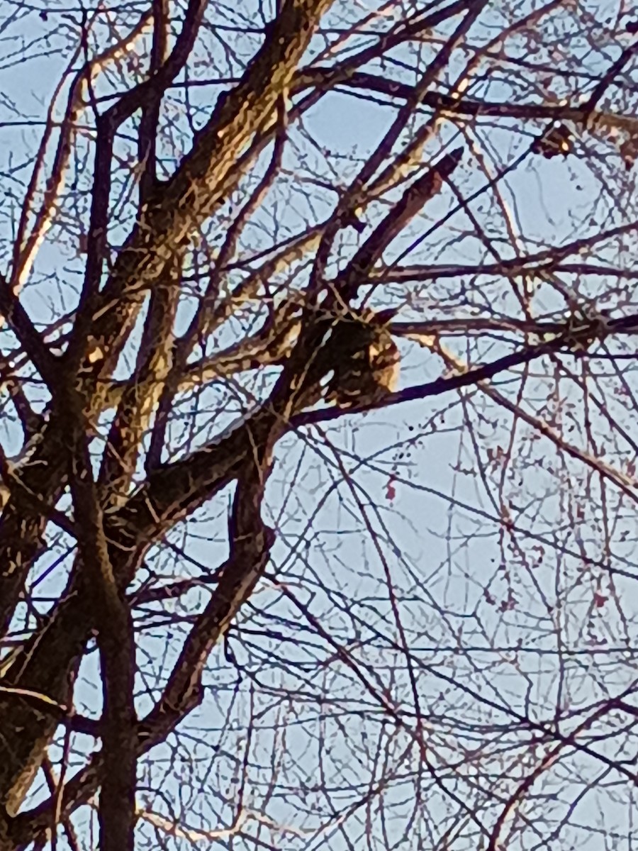 Great Horned Owl - ML646588218