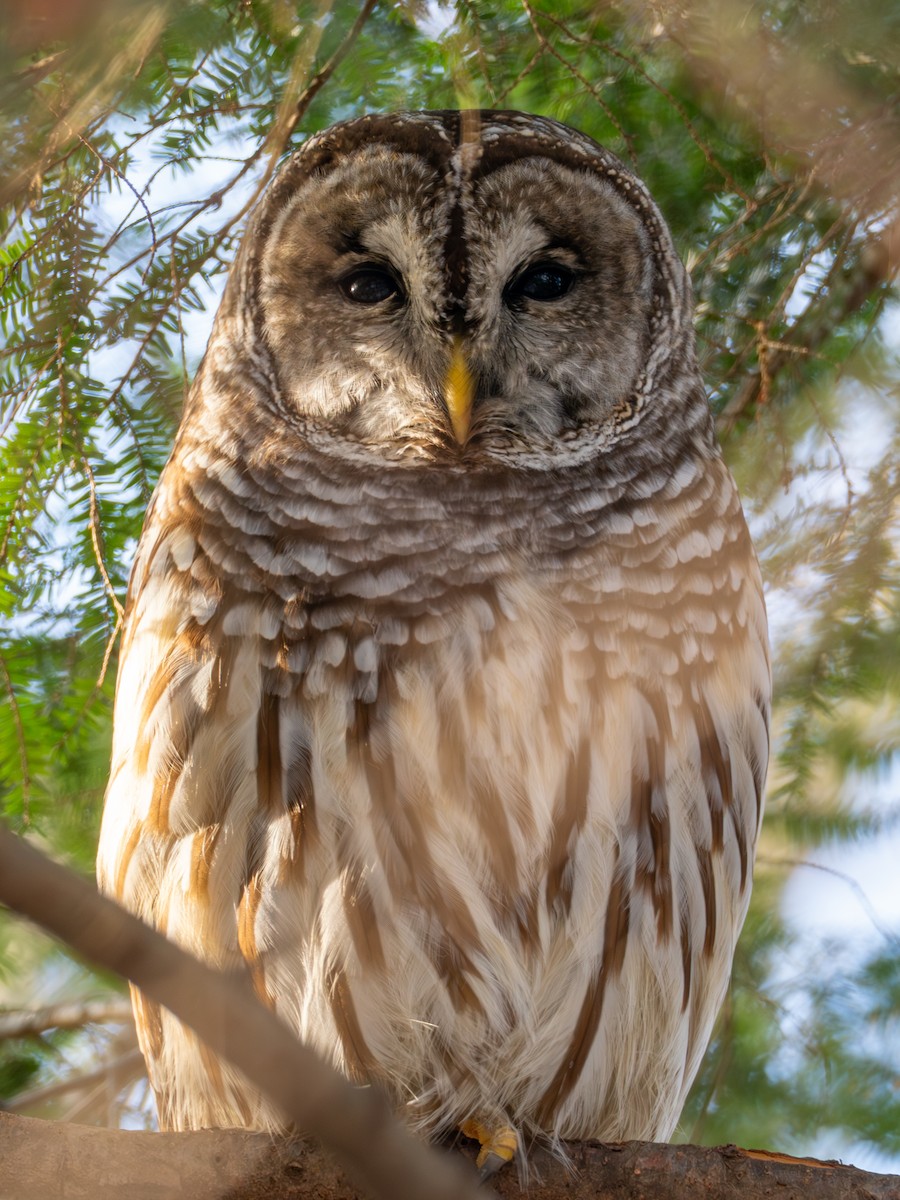 Barred Owl - ML646588220