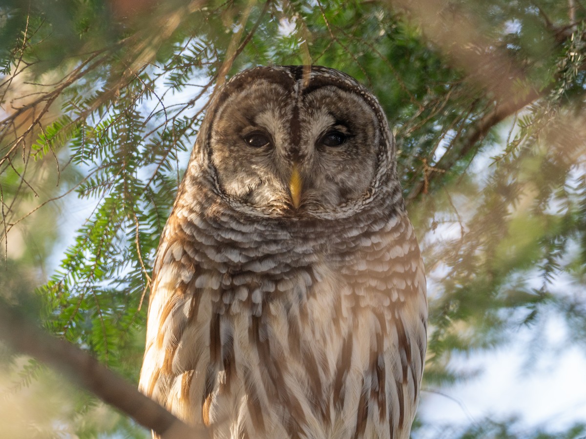Barred Owl - ML646588221