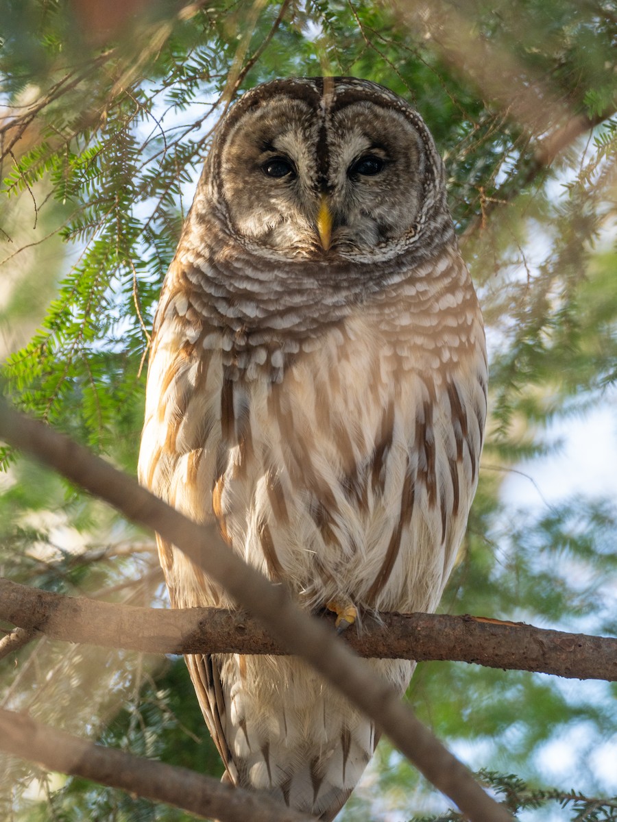 Barred Owl - ML646588222