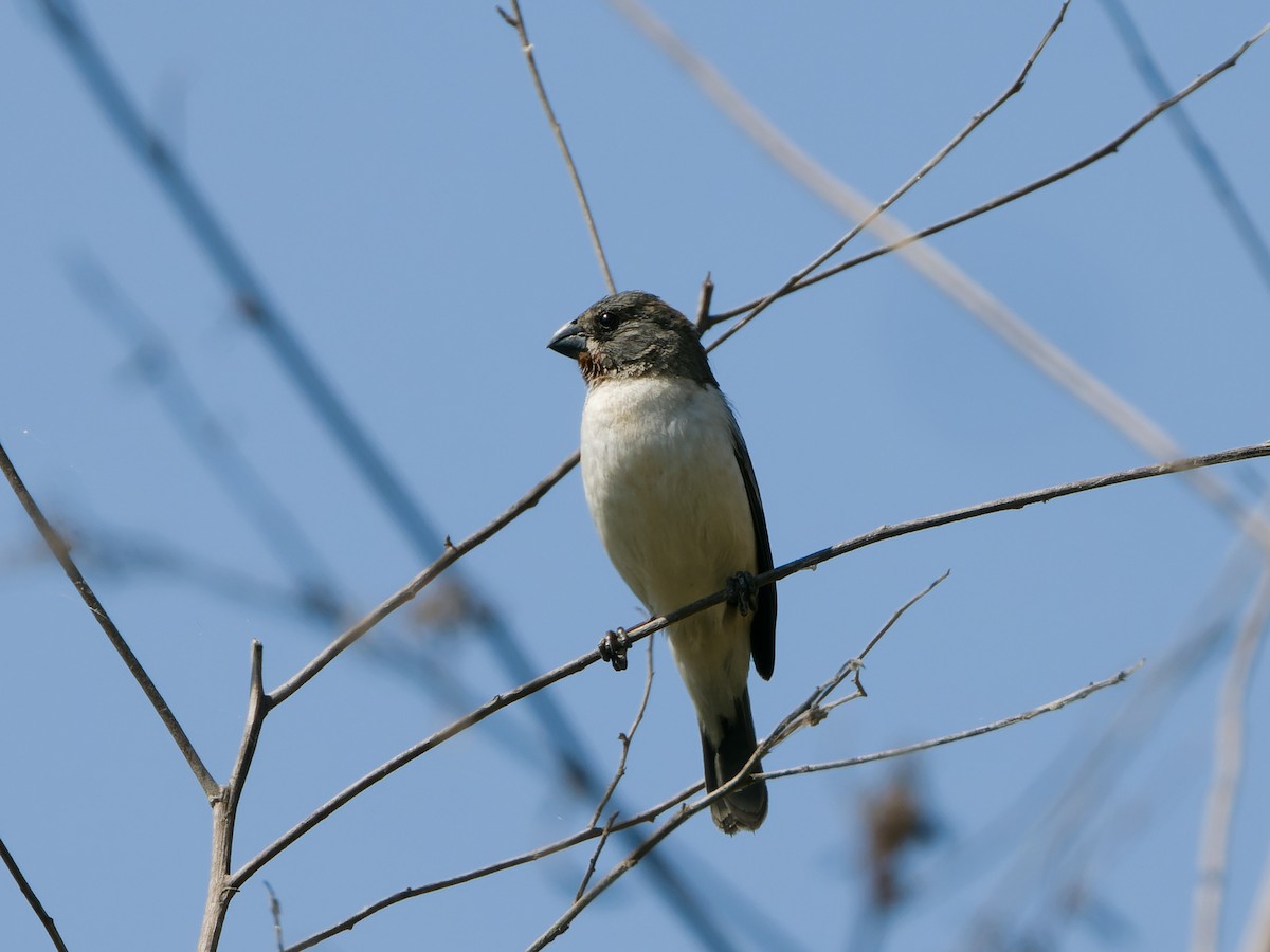 Kestane Gıdılı Tohumcul - ML646588223