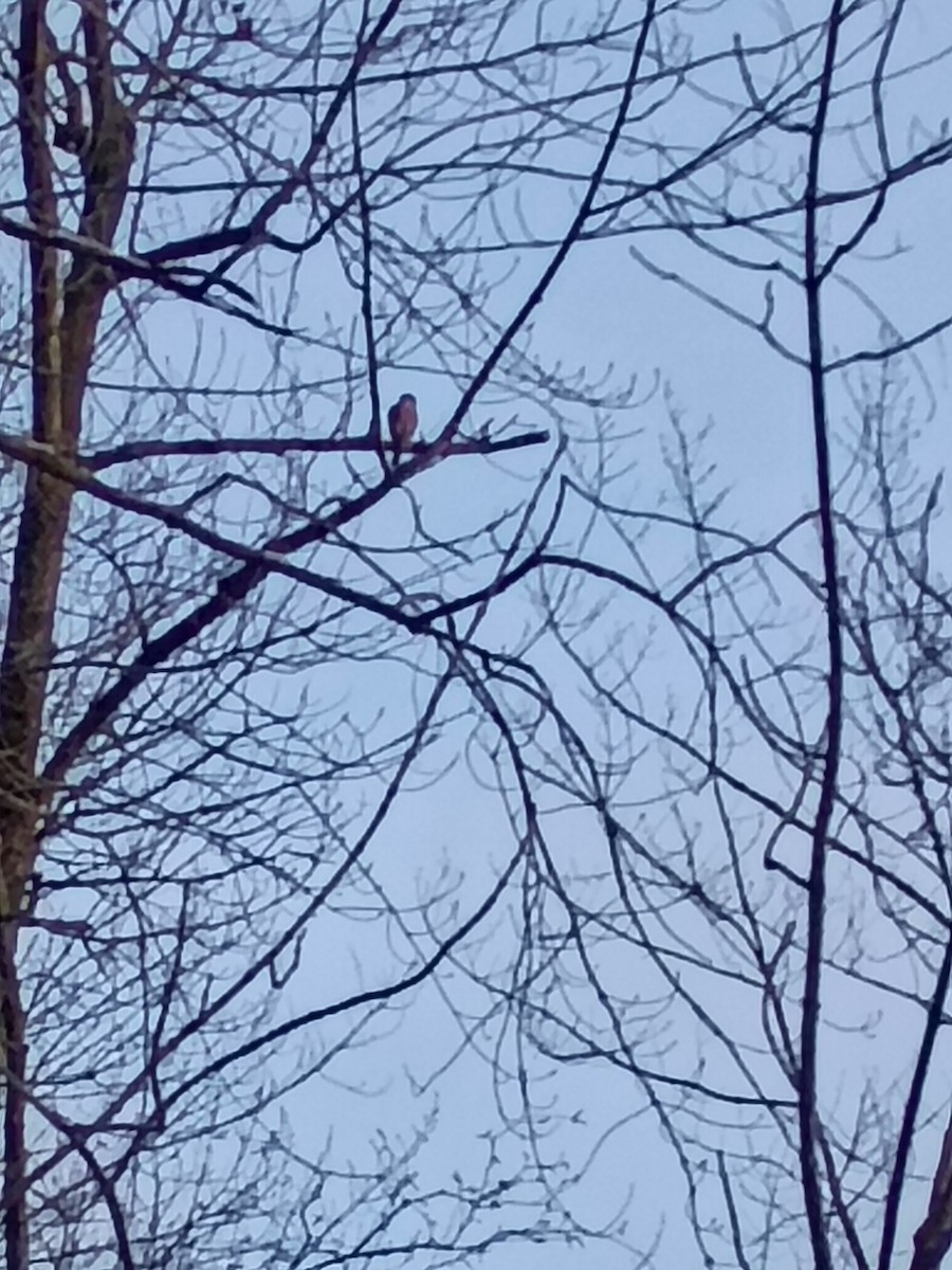 Merlin - ML646588224