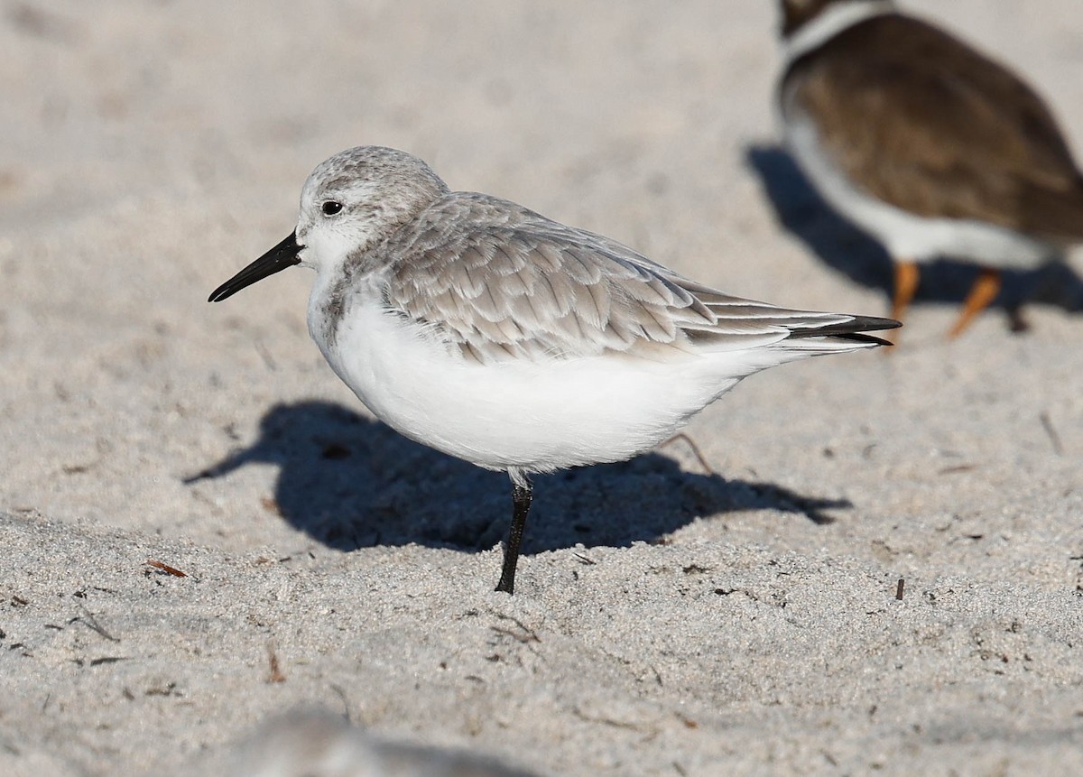 Sanderling - ML646588225