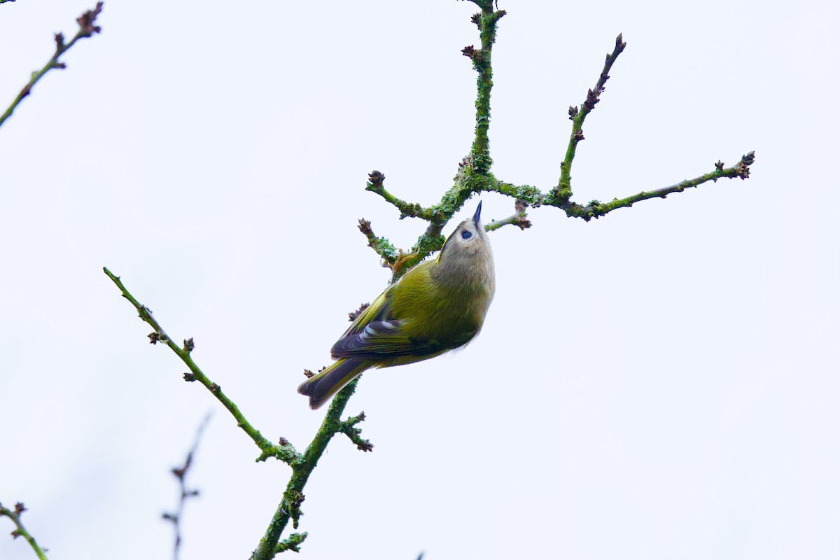 Goldcrest - ML646588230