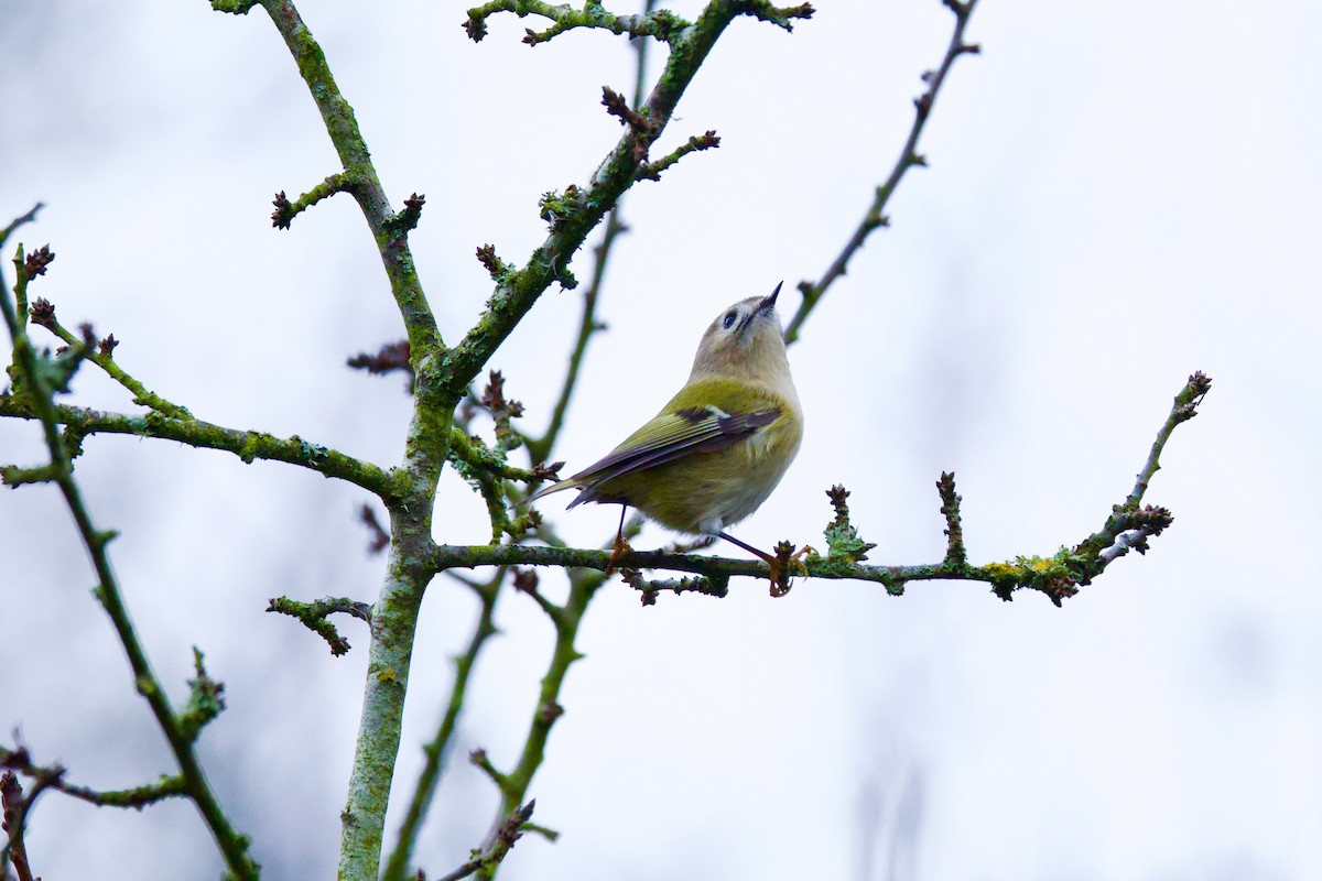 Goldcrest - ML646588231