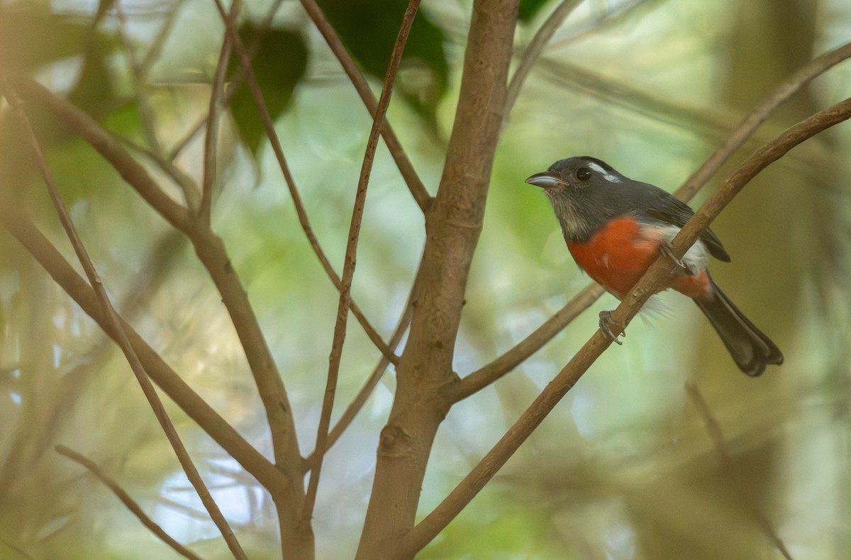 Gray-throated Chat - ML646588232