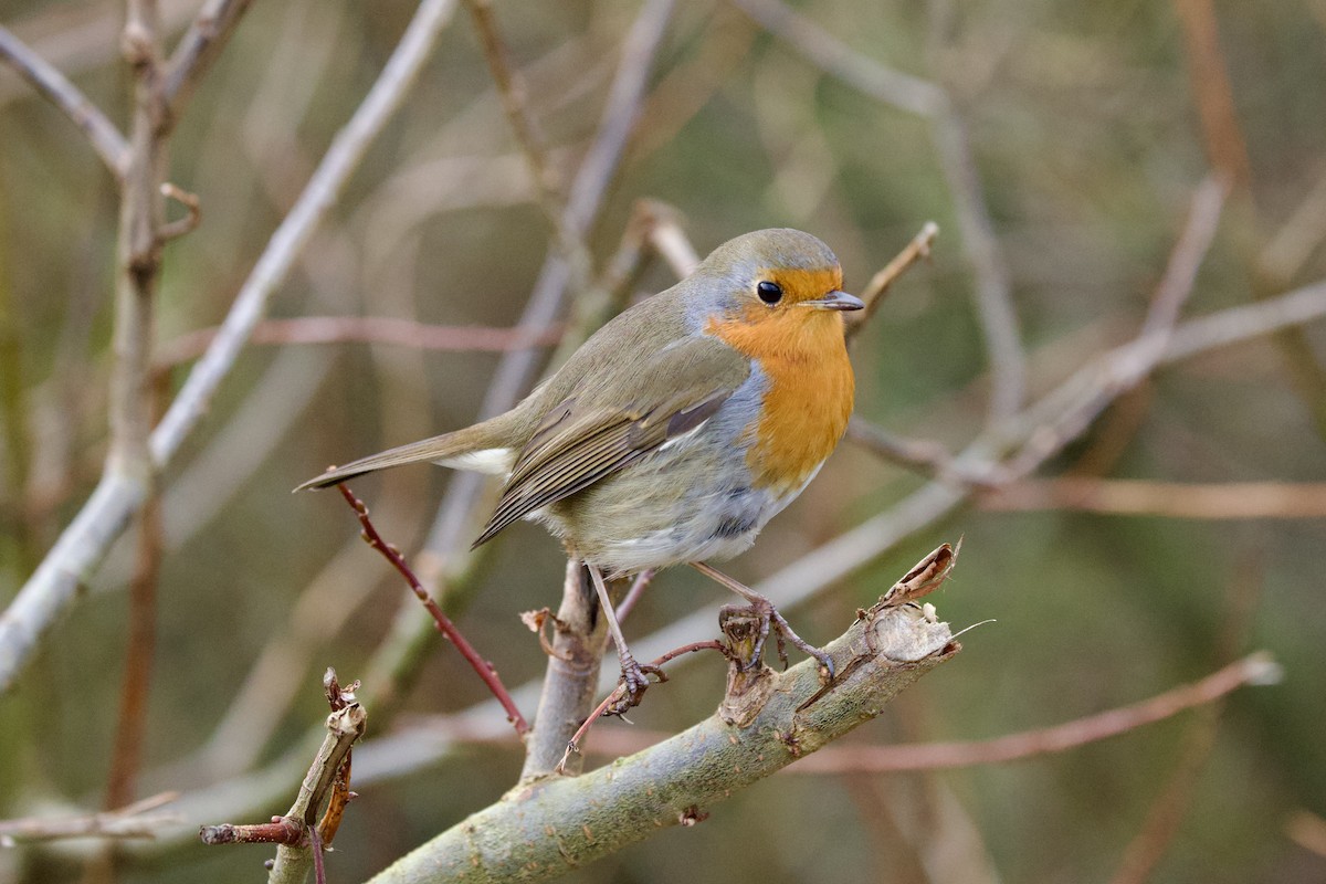 European Robin - ML646588233