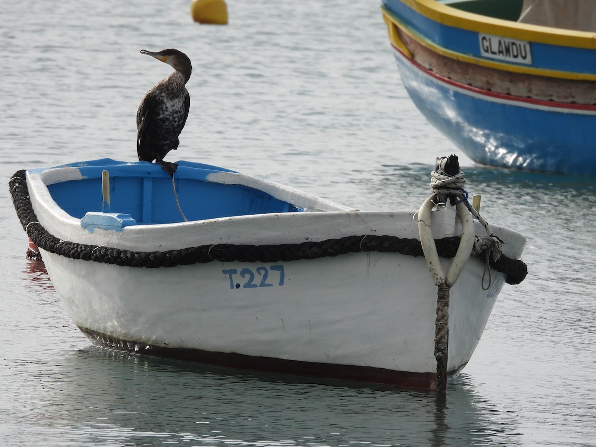 Great Cormorant - ML646588236
