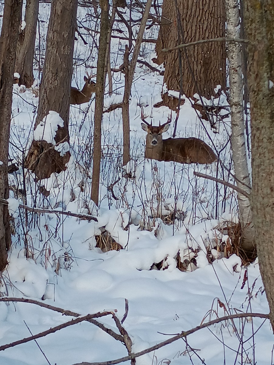 Animals - ML646588237