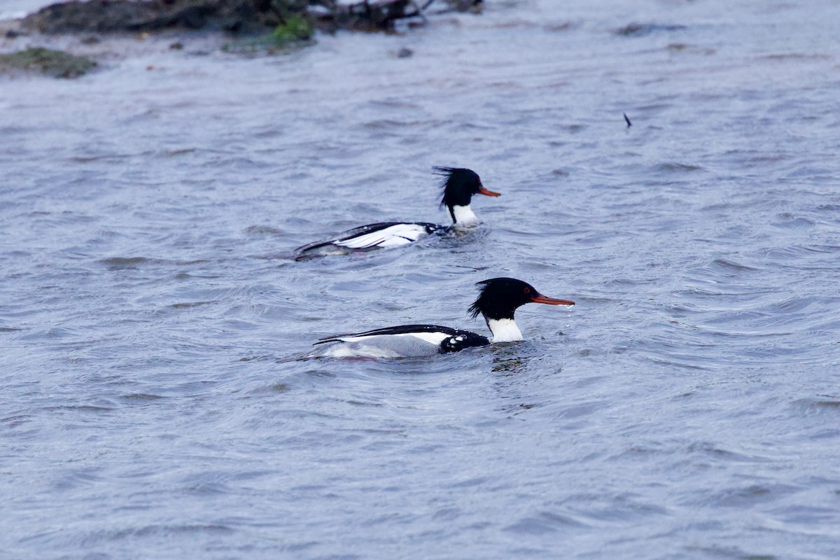 Red-breasted Merganser - ML646588238