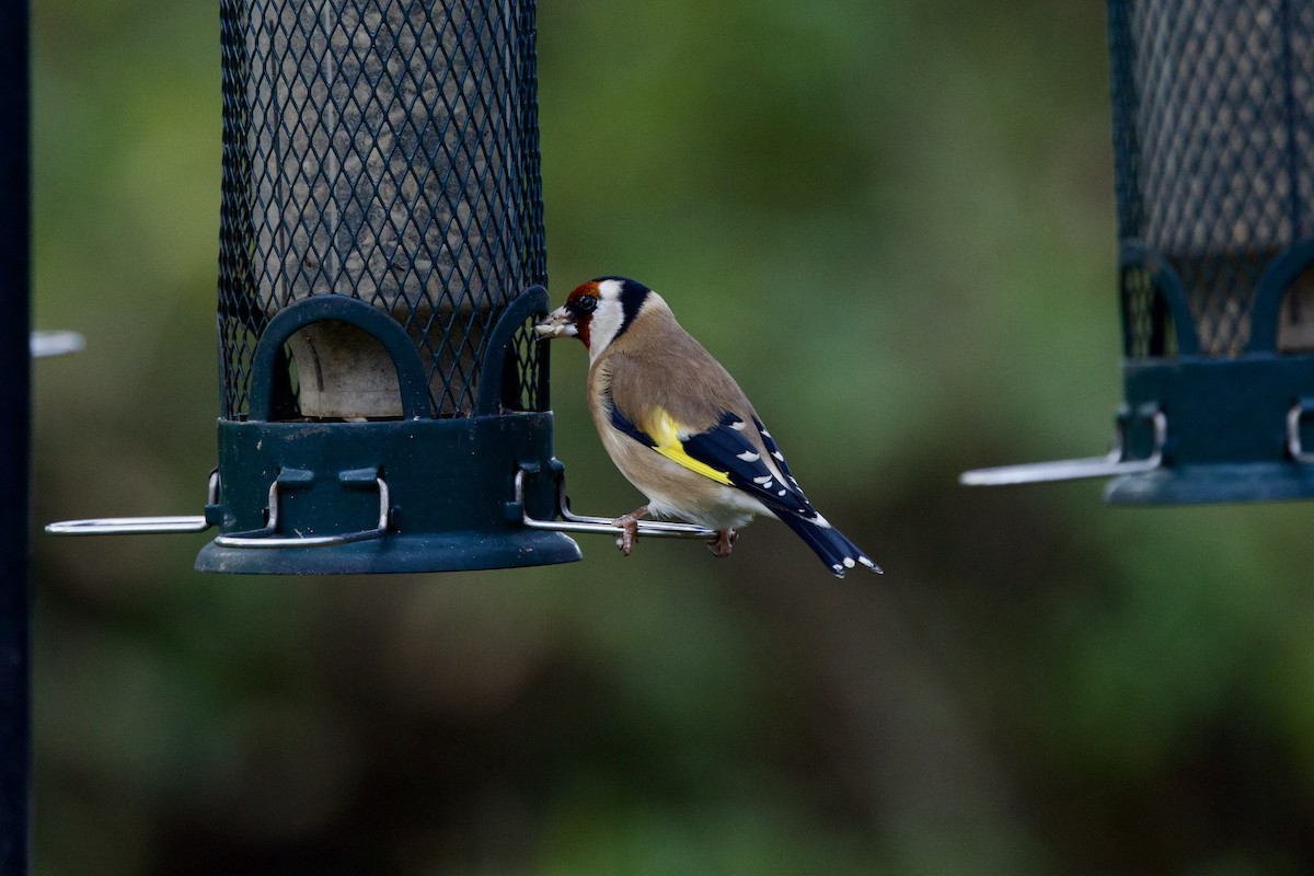 European Goldfinch - ML646588240