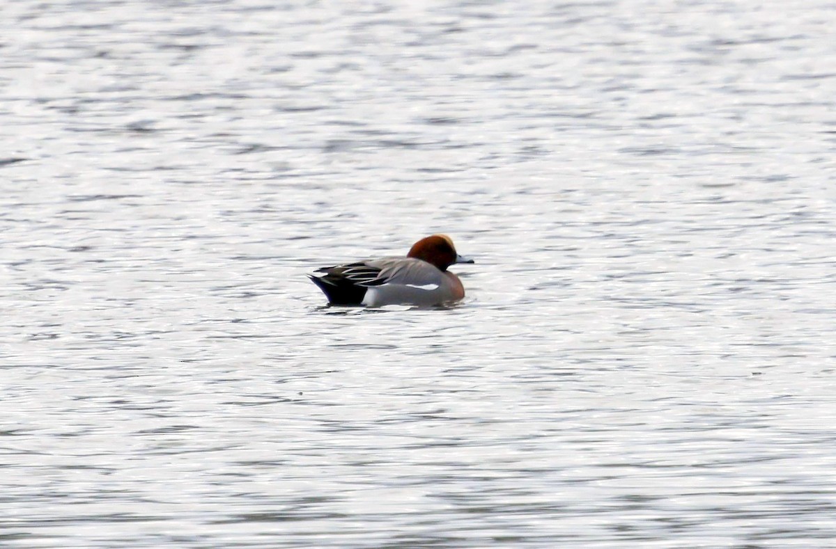 Eurasian Wigeon - ML646588242