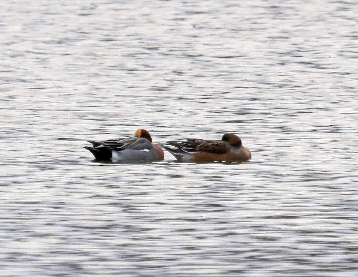 Eurasian Wigeon - ML646588243