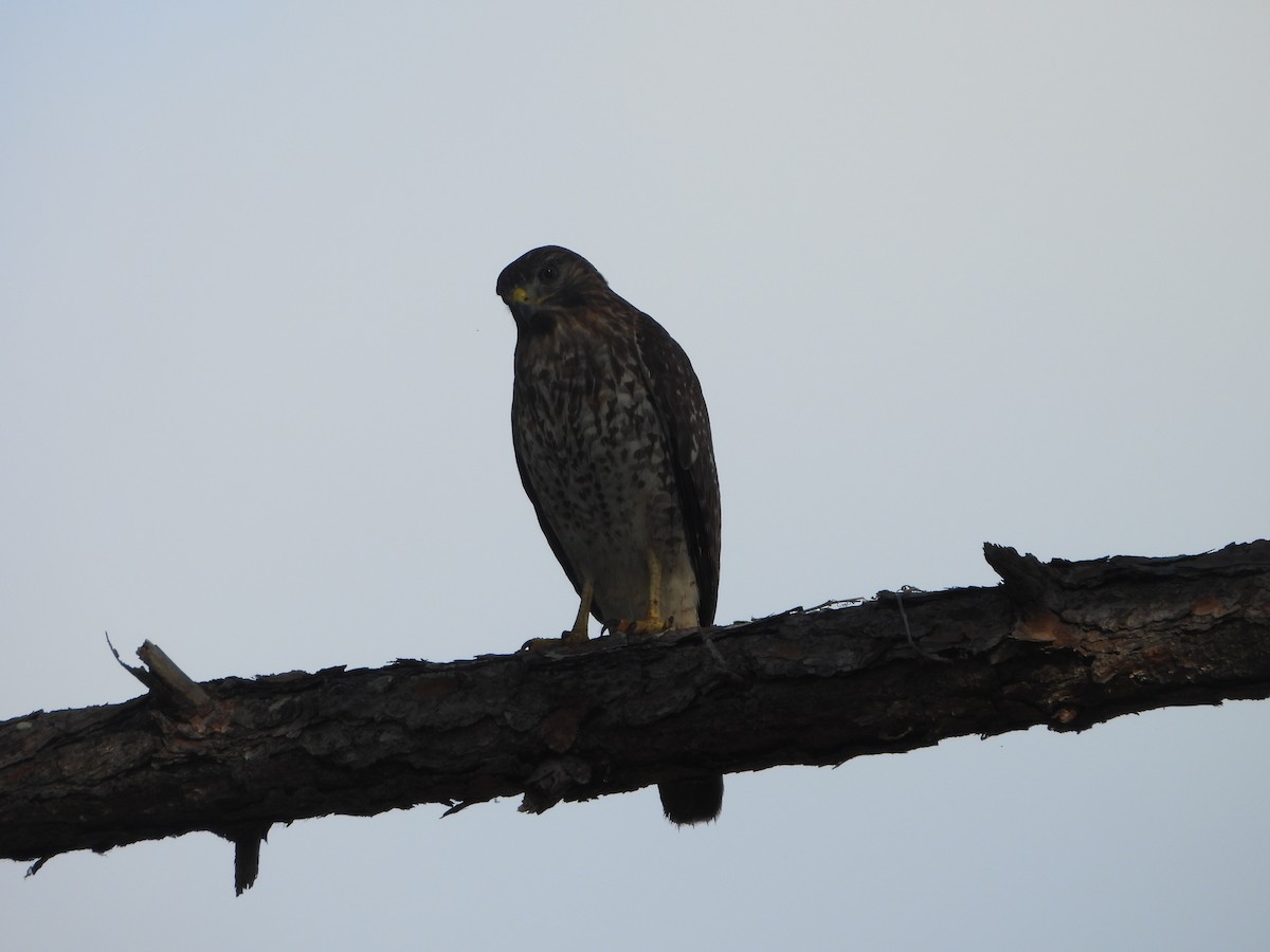 Red-shouldered Hawk - ML646588244