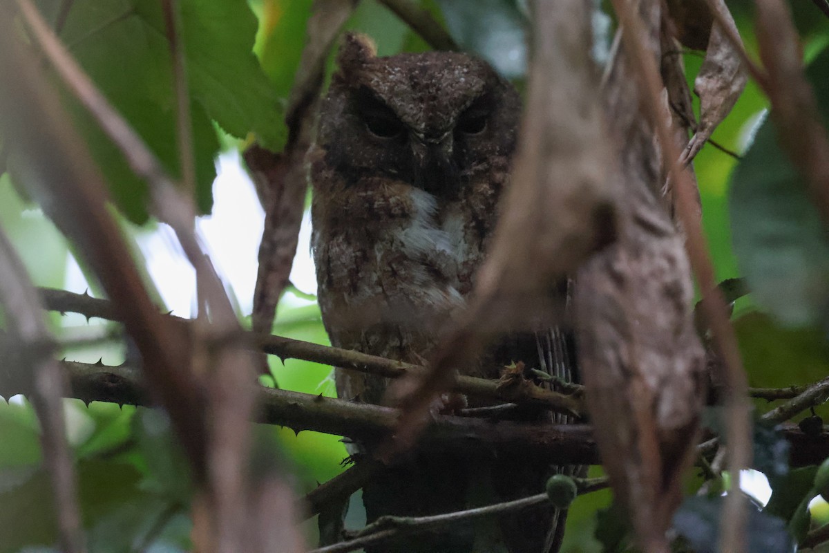 Madagascar Scops-Owl (Rainforest) - ML646588246