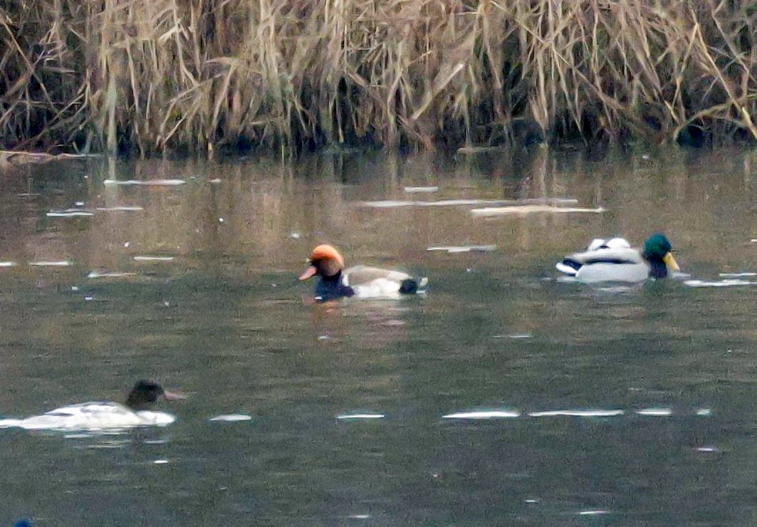 Red-crested Pochard - ML646588249