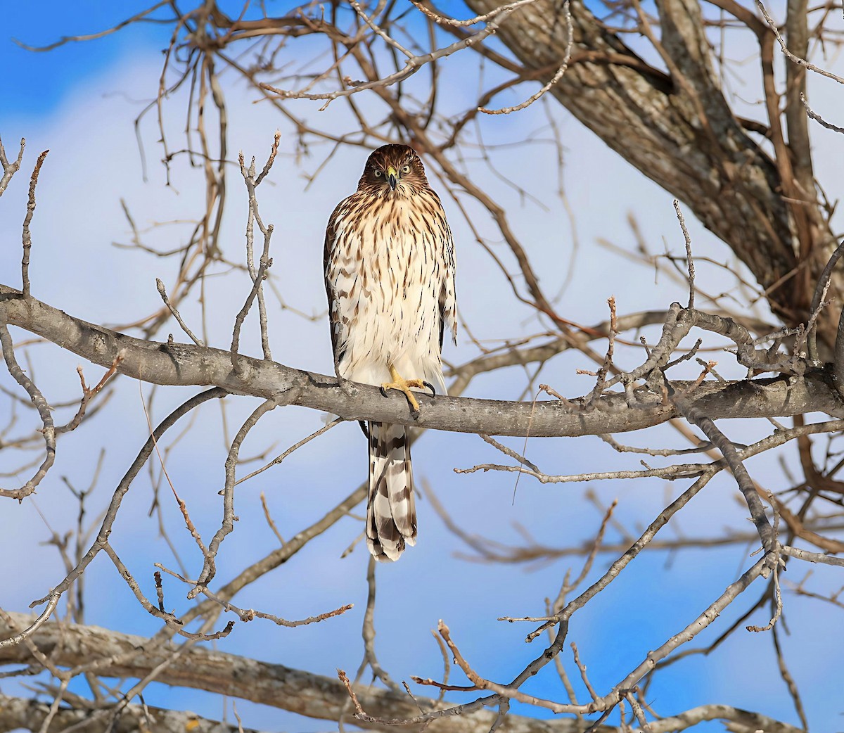 Cooper's Hawk - ML646588250