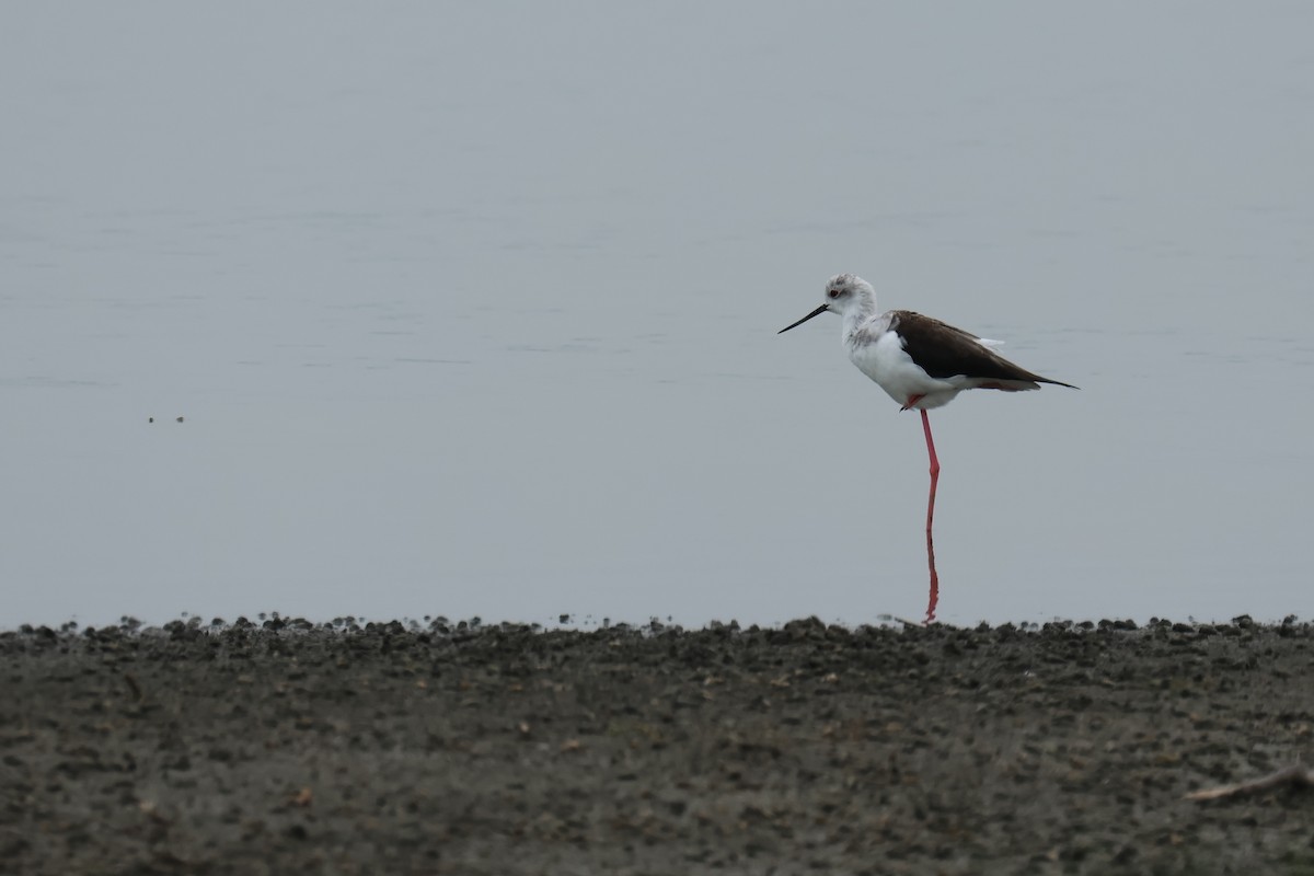 Zankaluze eurasiarra - ML646588254