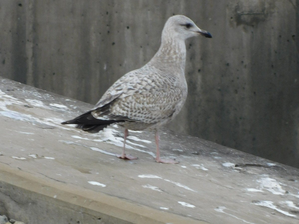 American Herring Gull - ML646588255
