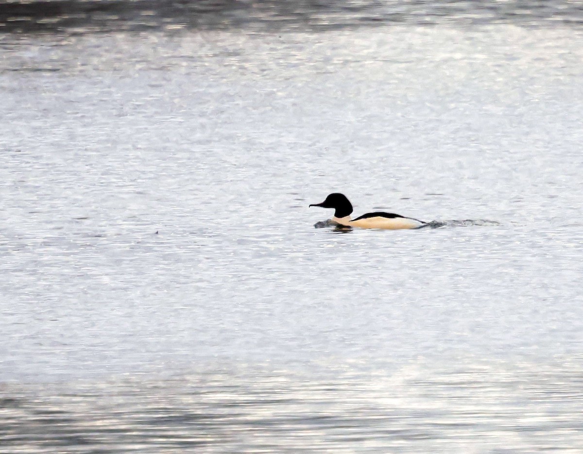 Common Merganser - ML646588256