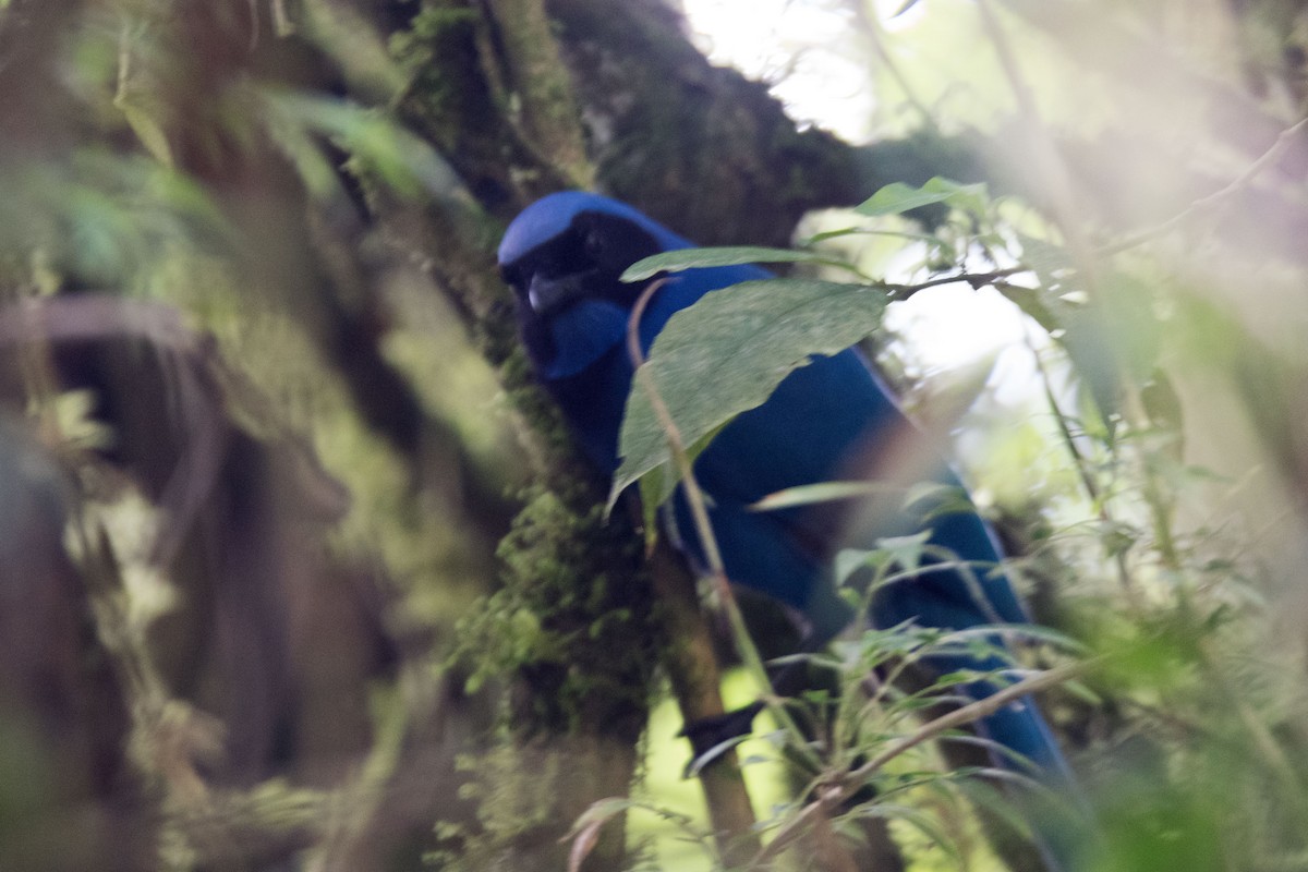 Black-collared Jay - ML646588259