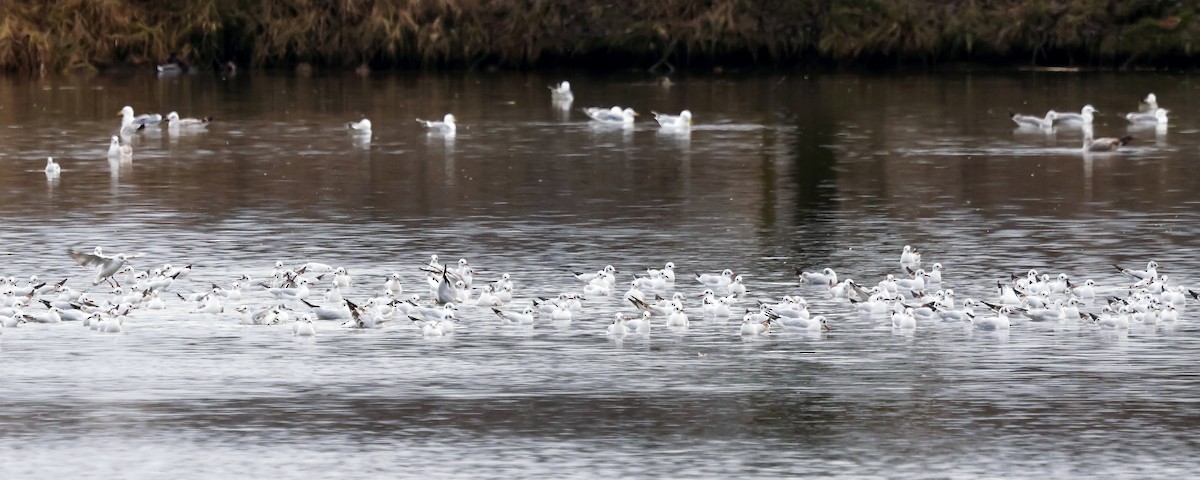 Black-headed Gull - ML646588267