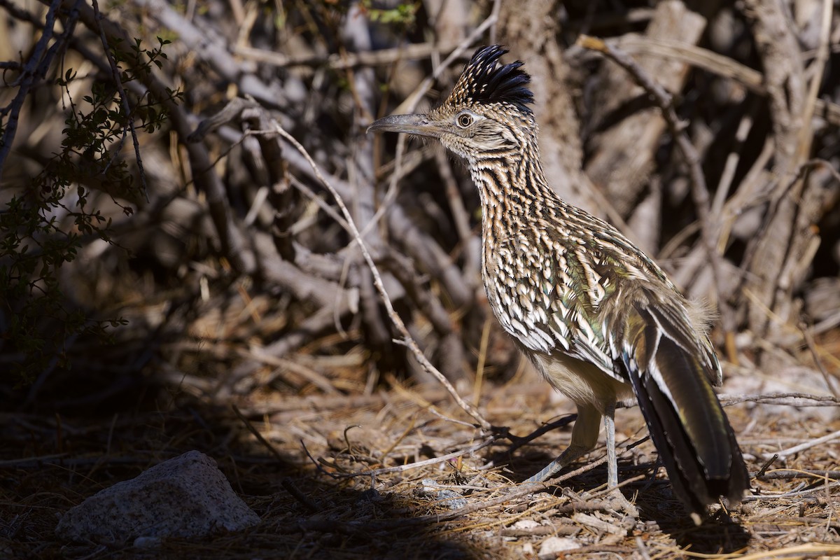 Correcaminos Grande - ML646588268