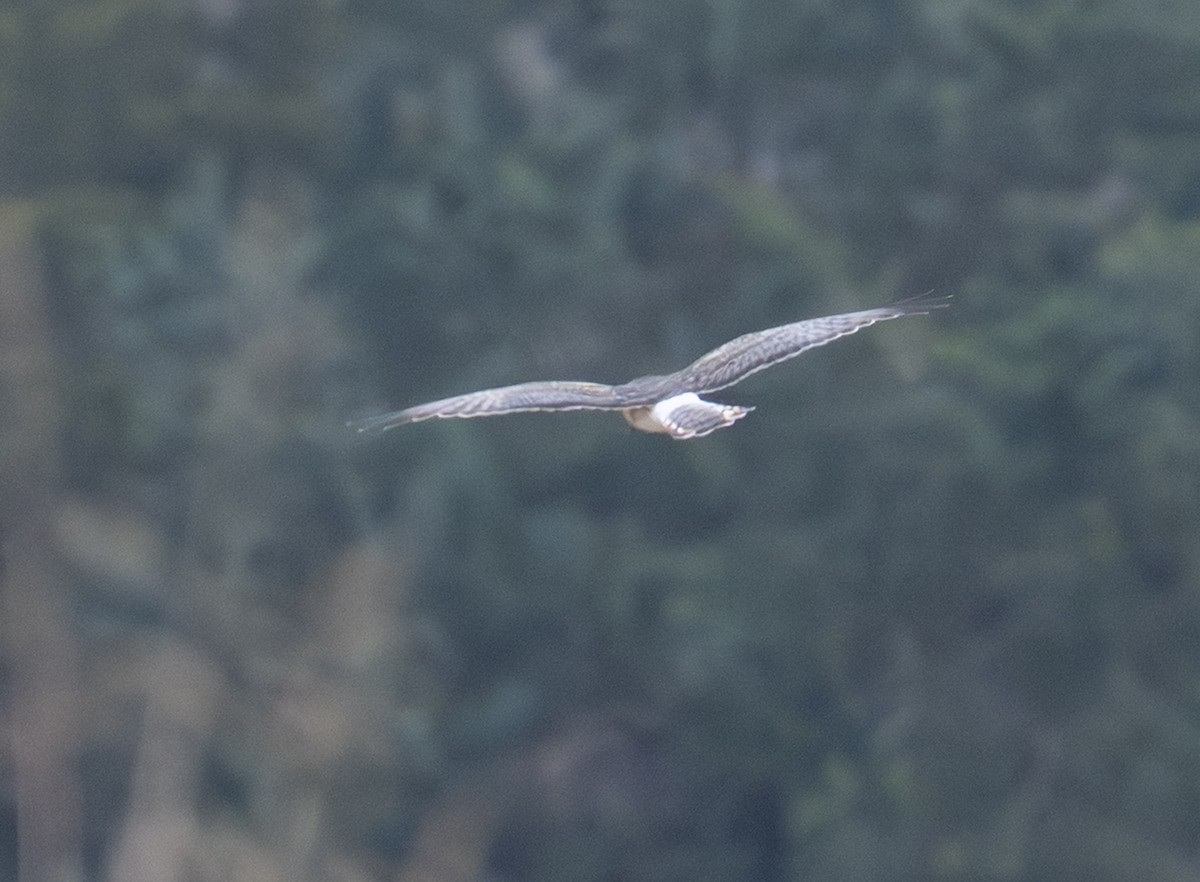 Northern Harrier - ML646588274