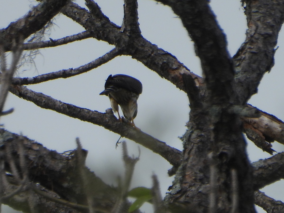 Merlin - ML646588275