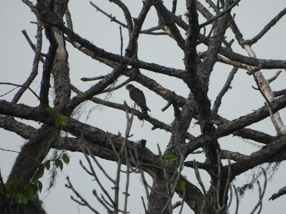 Merlin - ML646588276