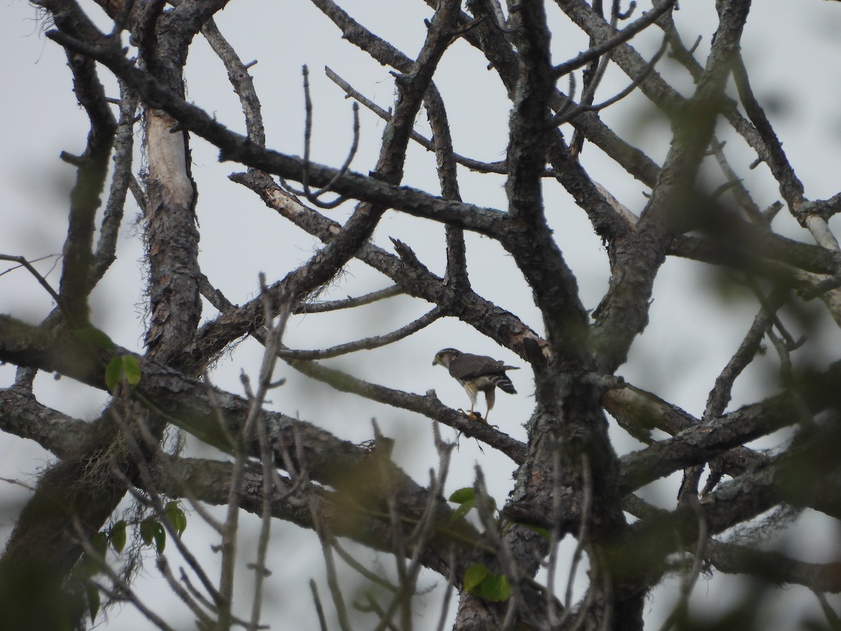 Merlin - ML646588277