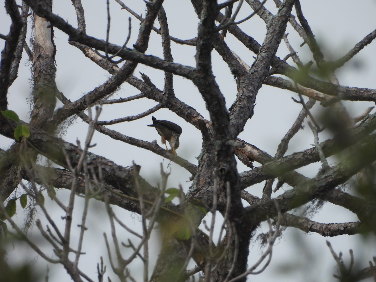 Merlin - ML646588278