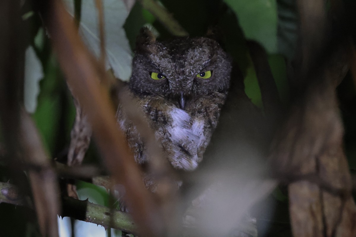 Madagascar Scops-Owl (Rainforest) - ML646588279