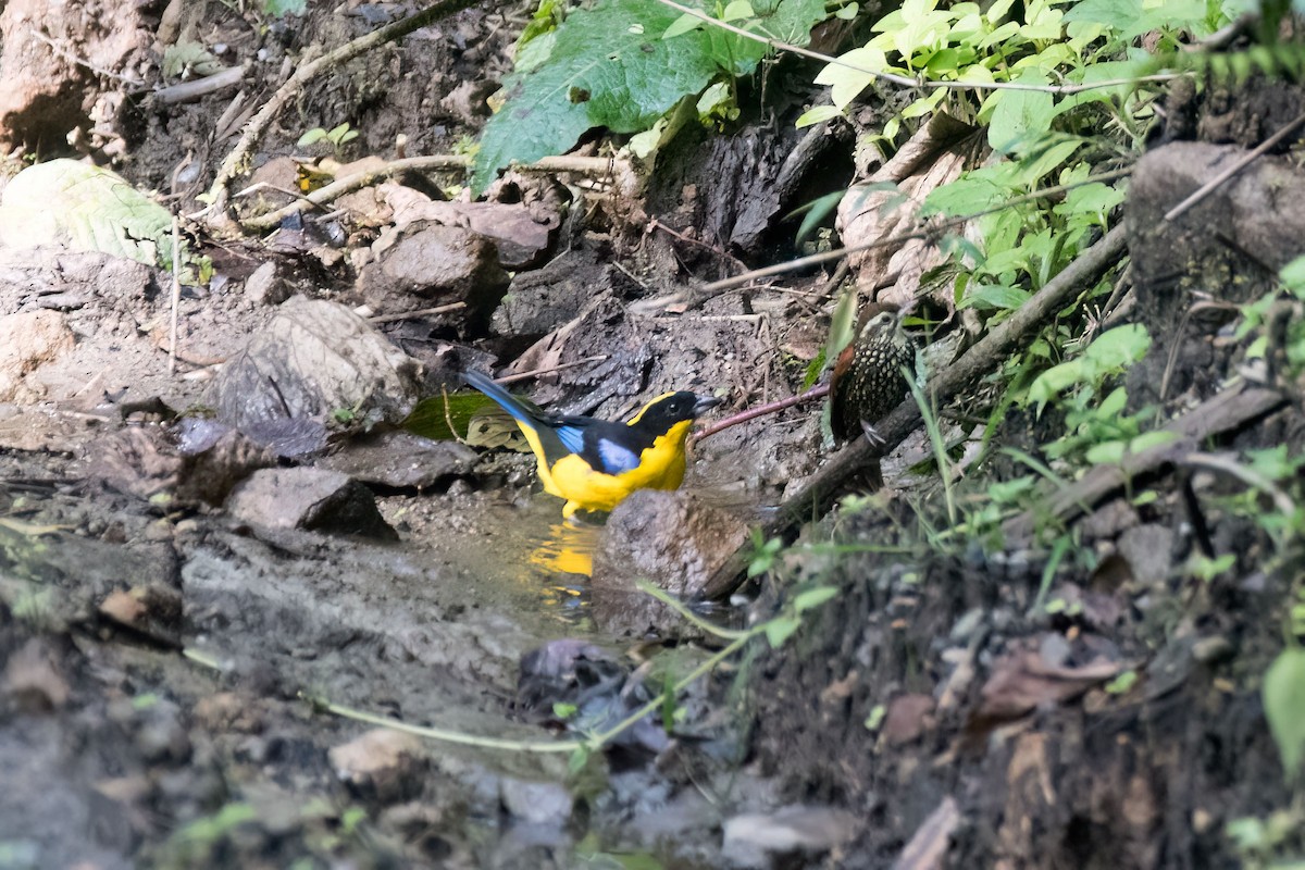 Pearled Treerunner - ML646588280