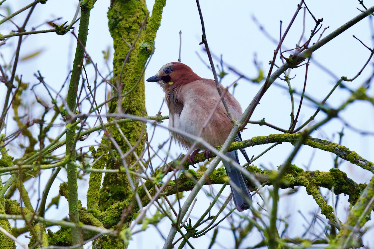 Eurasian Jay - ML646588282