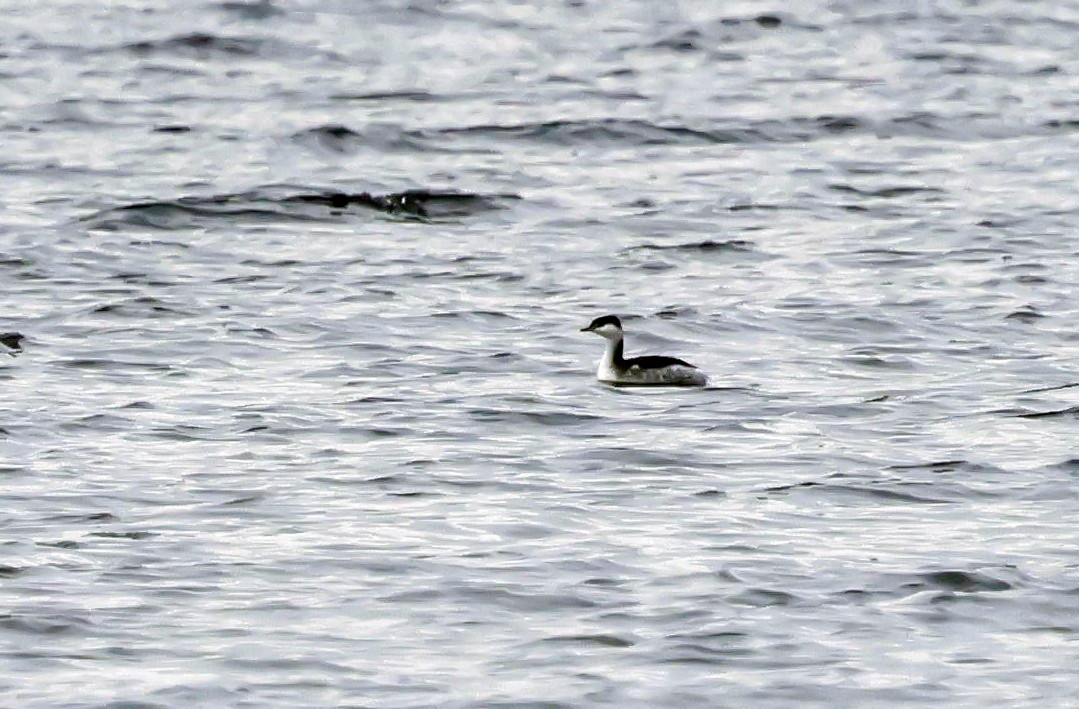 Txilinporta urrebelarria - ML646588285