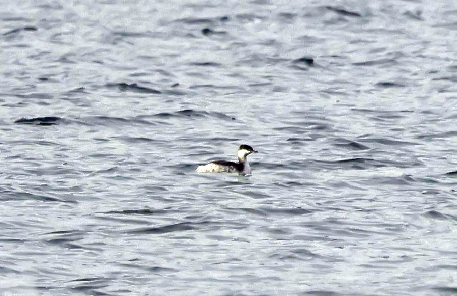 Txilinporta urrebelarria - ML646588286